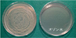 Escherichia coli ATCC25922 (大腸菌)
