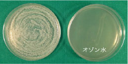 Staphlococcus aureus ATCC25923 (黄色ブドウ球菌)