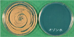 Vibrio Parahaemolyticus (腸炎ビブリオ菌)