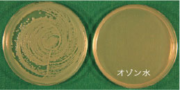 Pseudomonas aeruginosa (緑膿菌)