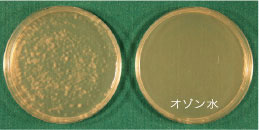 Trichophyton rubrum (白癬菌)